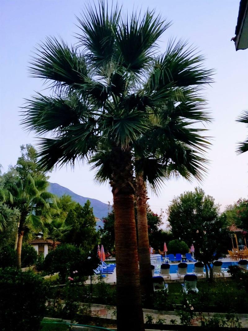 Gorkem Hotel & Apartments Oludeniz Exterior foto